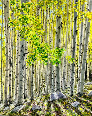 Portfolio images