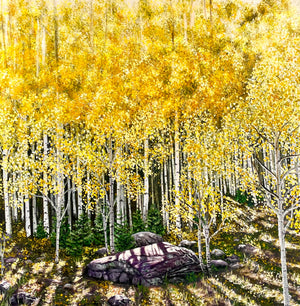 Portfolio images