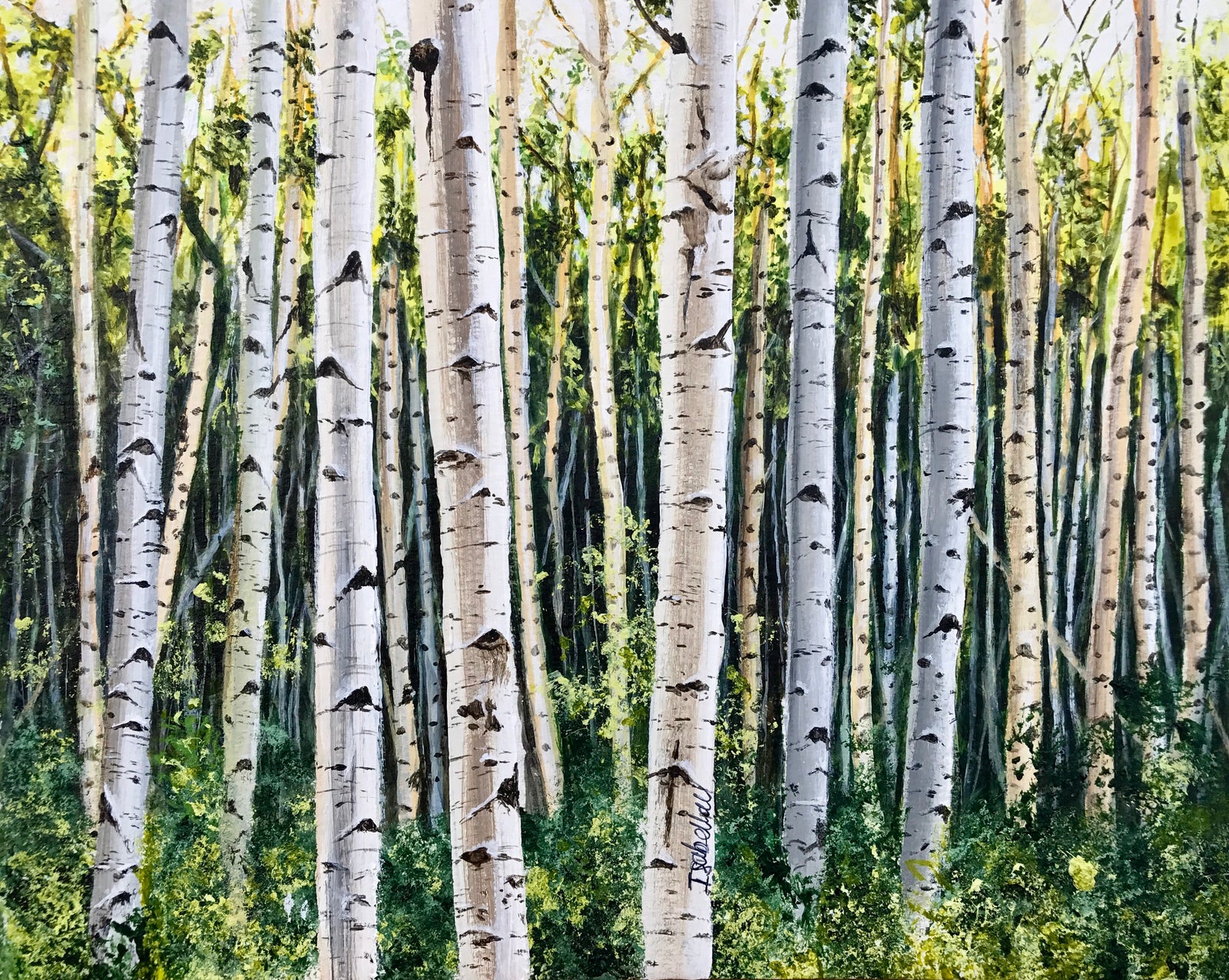 Aspen trees art